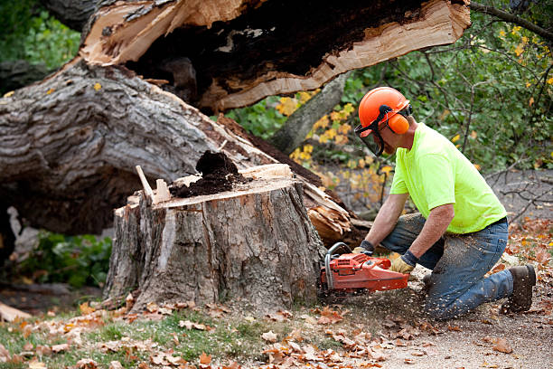 How Our Tree Care Process Works  in  Mountain Grove, MO