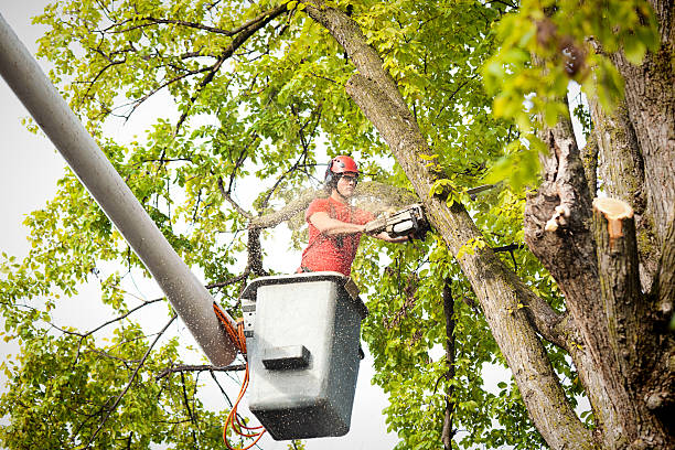 Reliable Mountain Grove, MO  Tree Services Solutions